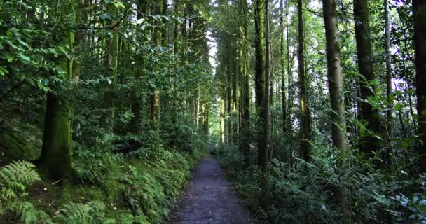 Caminho Estreito Atravessa Uma Densa Floresta Verde Com Árvores Altas — Vídeo de Stock