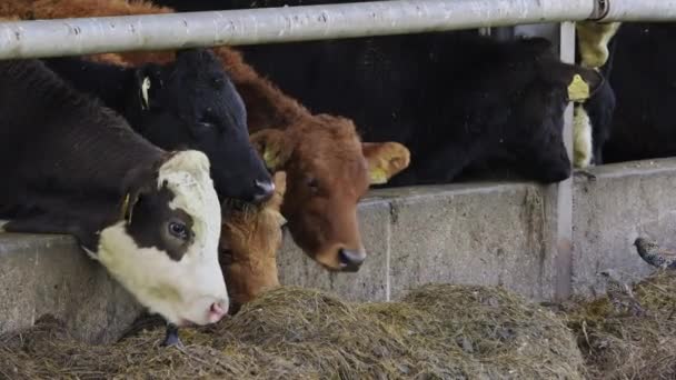 Корови Жовтими Мітками Носі — стокове відео