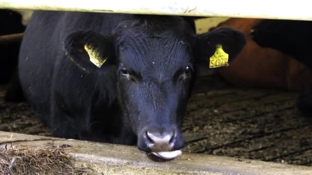 牛の舌は外にあり フェンスの後ろに立っている黄色い耳のタグがあります — ストック動画
