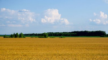 Açık mavi gökyüzünün altında, tüylü beyaz bulutlarla altın bir buğday tarlası..