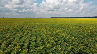 Bulutlu gökyüzünün altında bir ayçiçeği tarlası.