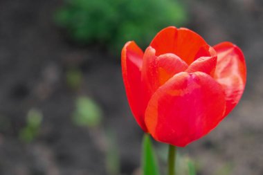 Lalelerin pürüzsüz, kadife gibi bir dokusu var.