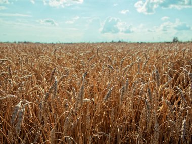 Güneşli bir günde buğday tarlası ve bulutlu gökyüzü.