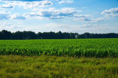 Açık mavi gökyüzünün altında sıralanmış sağlıklı yeşil mısır bitkileri.