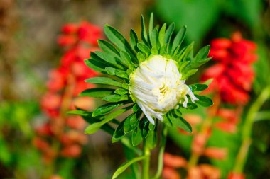 Yeşil yaprakların arasında beyaz dikenli bir çiçek açar, koyu ve bulanık arka planla keskin bir tezat oluşturur..