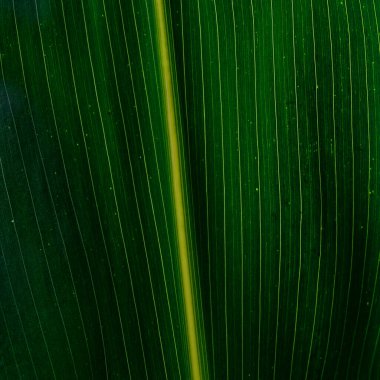 Belirgin damarları olan yeşil bir yaprağın yakın çekimi ve sarımsı merkezi bir kaburga, ayrıntılı dokuyu gösterir..