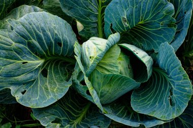 Detaylı, desenli yapraklı yeşil bir lahana..