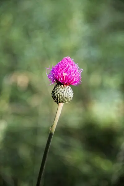The image shows a single thistle flower with bright pink petals on a long stem.