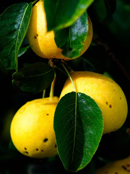 Ripe, yellow fruits with dark spots on a tree, amidst lush green foliage.