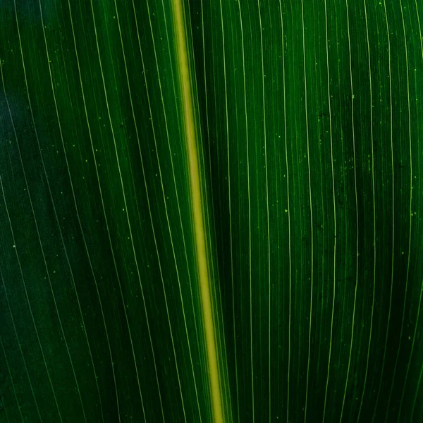 Belirgin damarları olan yeşil bir yaprağın yakın çekimi ve sarımsı merkezi bir kaburga, ayrıntılı dokuyu gösterir..