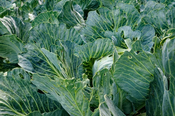 Detaylı doku ve doğal desenleri gösteren yeşil lahana yapraklarının yakın görüntüsü..