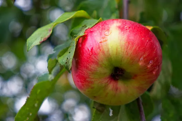 The image shows a ripe apple with red and green hues hanging from a branch. Its surrounded by green leaves and has water droplets on its surface