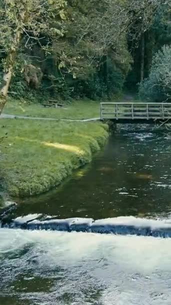 Přírodní Scenérie Tekoucí Vodou Bujnými Stromy Dřevěným Mostem Kilbrittain Woods — Stock video
