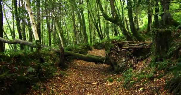 Uma Floresta Exuberante Com Caminho Coberto Folhas Marrons Árvores Verdes — Vídeo de Stock