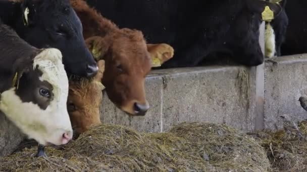 Krowy Tagami Uszach Jedzące Siano — Wideo stockowe