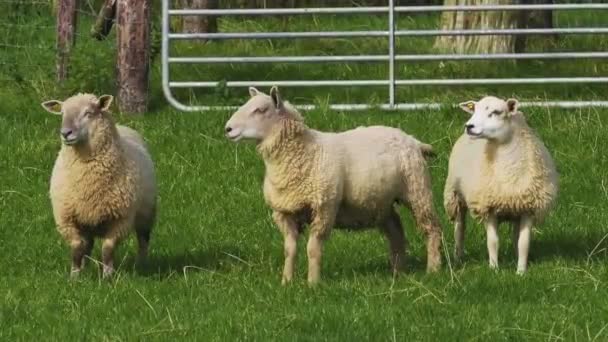 Trio Pecore Rigoglioso Campo Verde Racchiuso Recinzioni — Video Stock