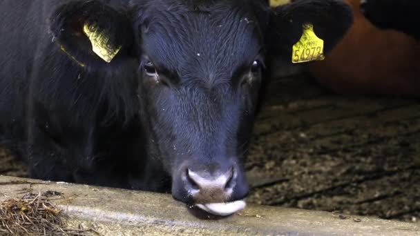 Крупный План Черной Коровы Ушной Меткой Высовывающей Язык Барьером — стоковое видео