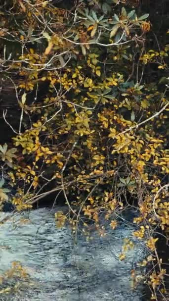 秋天的树叶在一条闪闪发光的溪流上盘旋 垂直录像 拉皮条 — 图库视频影像