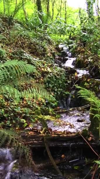 Forested Area Clear Stream Running Bordered Green Ferns Vertical Video — Stock Video