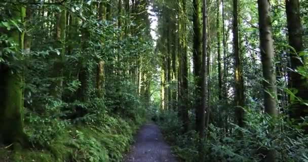 Сцена Спокойного Леса Тропинкой Высокими Деревьями Обильной Зеленой Листвой Zoom — стоковое видео