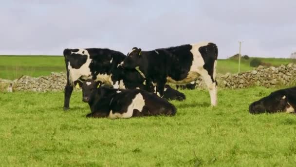 Krowy Wypasane Odpoczywające Bujnym Pastwisku Graniczącym Kamienną Ścianą — Wideo stockowe