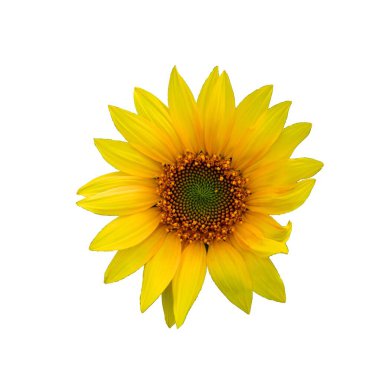 Işıl ışıl sarı yaprakları ve detaylı merkezi olan bir ayçiçeğinin yakın çekimi..