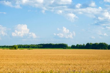 Güneşli bir gökyüzünün altında, hasada hazır, olgun buğdayın geniş manzarası.