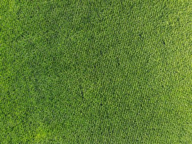 Geniş mısır tarlaları, üst manzara. Yeşil tarlalar, manzara.