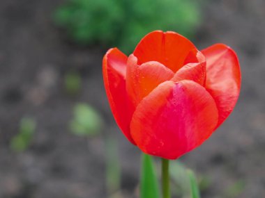 Parlak güneş ışığı kırmızı laleleri aydınlatır.