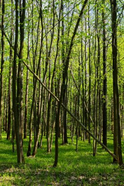 Güneş ışığı yaprakların arasından süzülür, orman tabanını aydınlatır..