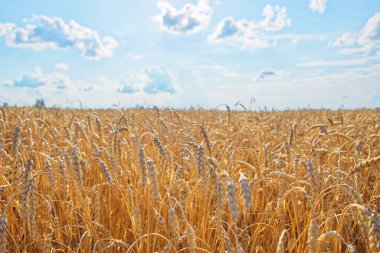Mavi gökyüzünün altında hasat için altın ekinler hazır..