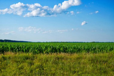 Güneşli bir günde geniş bir mısır tarlası.