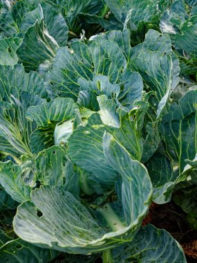 Bahçedeki taze lahana bitkileri, görünür damarları olan canlı yeşil yaprakları sergiliyorlar..