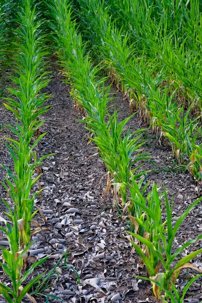 A field of green corn plants growing in rows with dry soil and scattered rocks in between.