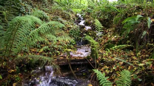 Ein Kleiner Wasserfall Fließt Inmitten Grüner Farne Und Laub Zeitlupe — Stockvideo