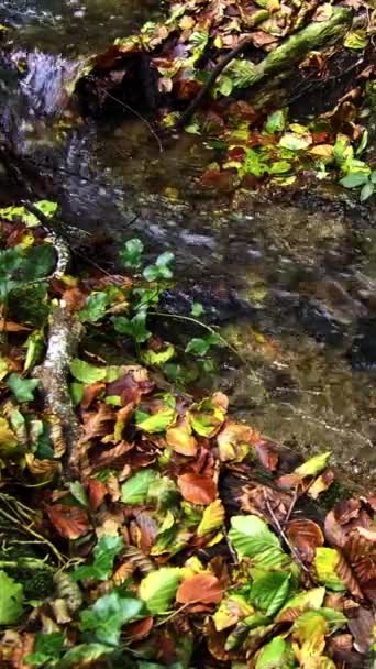 Naturszene Mit Bach Und Blättern Zeitlupe Vertikales Video Schwenken — Stockvideo