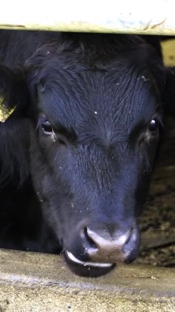 Ciemnowłosa Krowa Żółtymi Kolczykami Liże Nos Pod Belkami Obudowie — Wideo stockowe