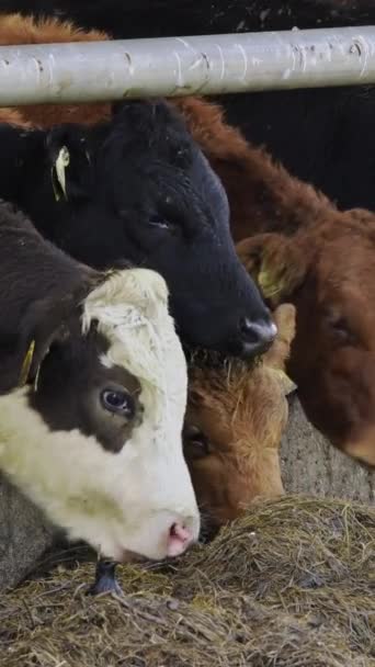 Čtyři Krávy Krmí Koryta — Stock video