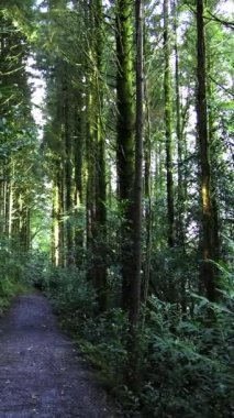 Video, yüksek ağaçların arasında temiz bir yolu olan huzurlu bir ormanlık alan gösteriyor. Dikey video. Ölçekleme