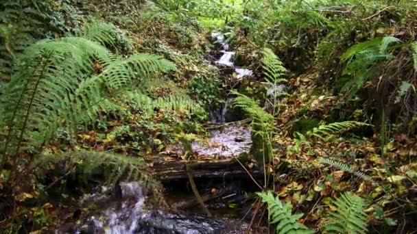 Cascadas Agua Sobre Rocas Rodeadas Exuberante Vegetación Cámara Lenta Acercar — Vídeo de stock