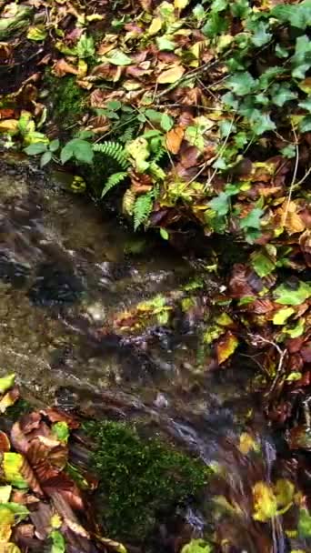 Wasser Fließt Durch Eine Grüne Grüne Umgebung Zeitlupe Vertikales Video — Stockvideo