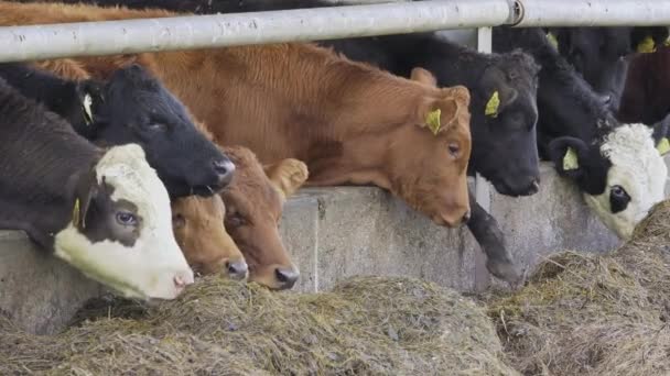 Vacas Celeiro Comendo Grama Seca — Vídeo de Stock