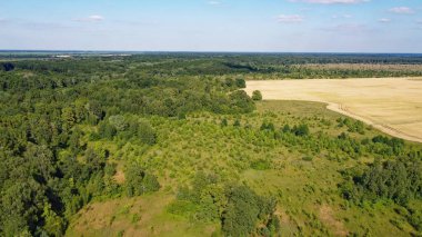 Küçük yeşil koruluk, hava manzaralı. Genç bir ormandaki ağaçlar, manzara..