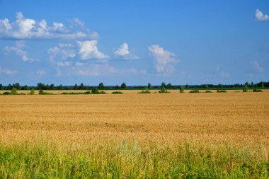 Olgun bir buğday tarlasının geniş bir manzarası, ön planda yeşil çimenler ve üzerinde bulutların az olduğu açık bir gökyüzü..