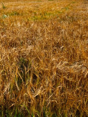 Görüntü, güneş ışığı altında yoğun bir altın arpa tarlasını gösteriyor..