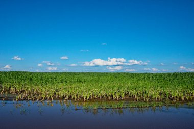 Yeşil ekinlerle dolu ıslak bir tarlada aydınlık bir gün..