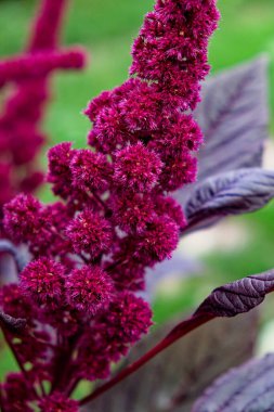Eşsiz bir dokusu olan pembe bir çiçek mor yapraklarla çevrilidir..