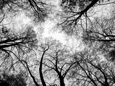 Çıplak ağaç dalları parlak bir arkaplan karşısında karmaşık desenler oluşturur.