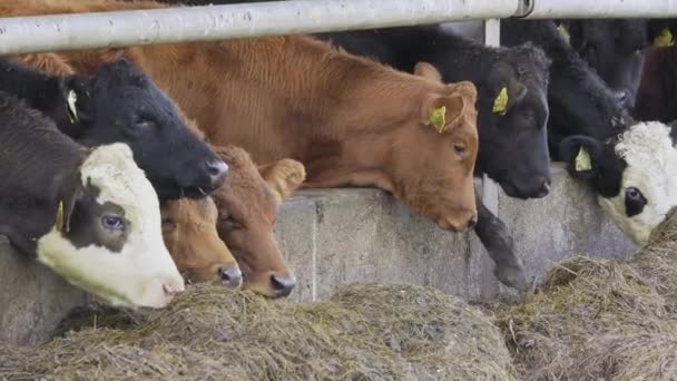Ασπρόμαυρες Αγελάδες Κατά Διάρκεια Της Σίτισης — Αρχείο Βίντεο