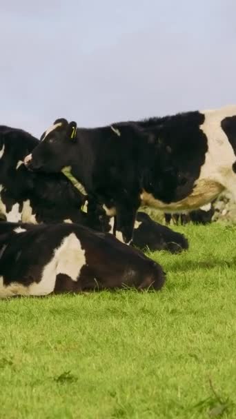 Корови Зеленому Полі Під Чистим Небом Біля Кам Яної Стіни — стокове відео